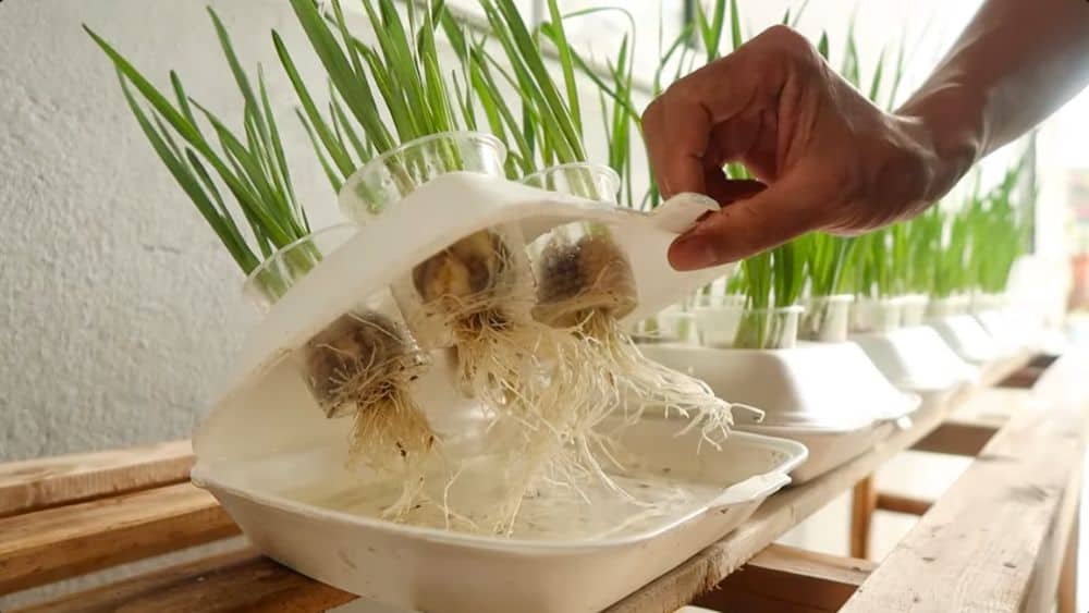 best herbs to grow in hydroponics| garlic
