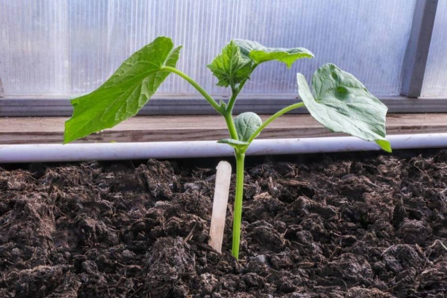 Germination Stage of Cucumber | Stages of Growing Cucumbers