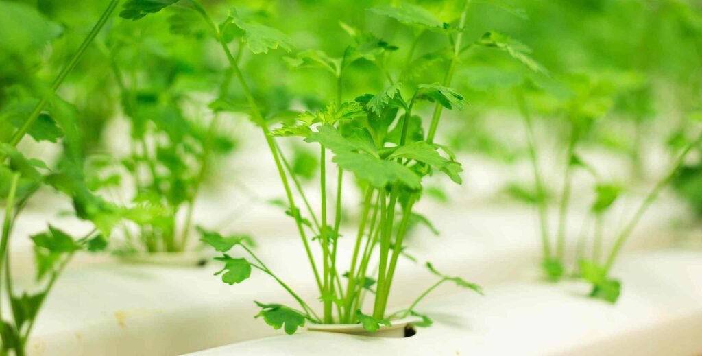 best herbs to grow in hydroponics