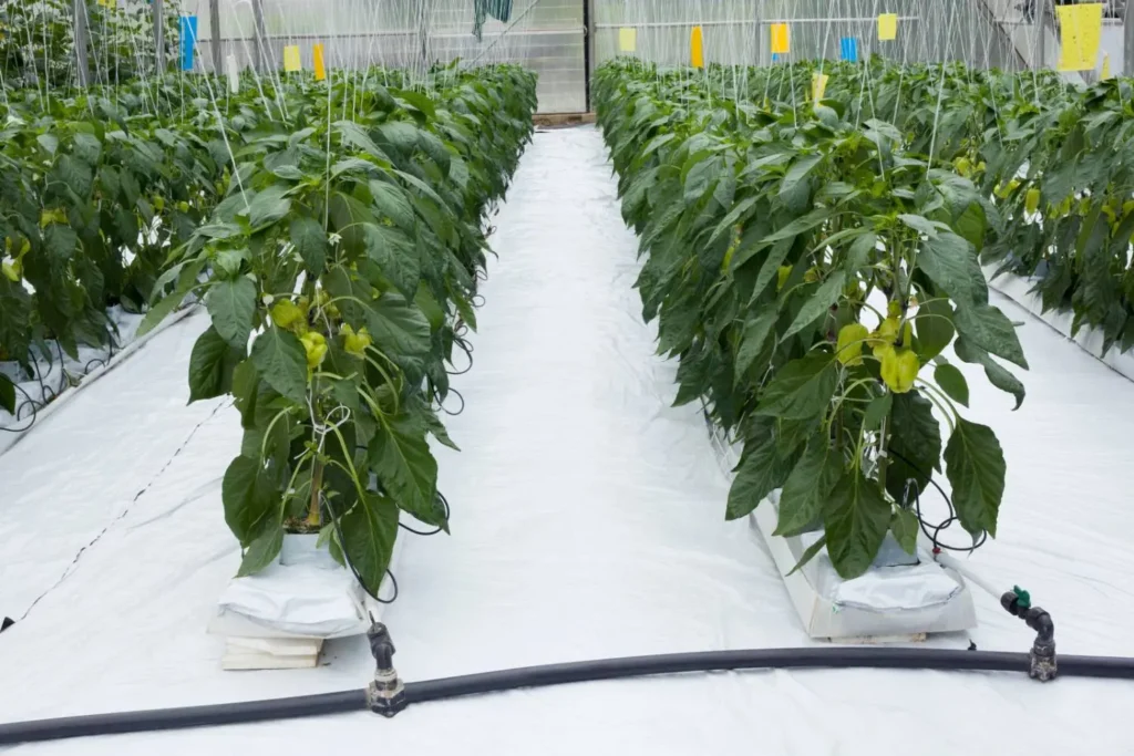 Peppers in Hydroponics setup | how to grow hydroponic peppers
