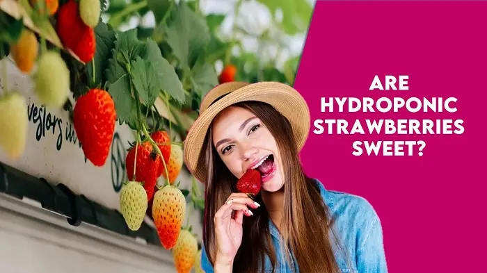 Are Hydroponic Strawberries Sweet