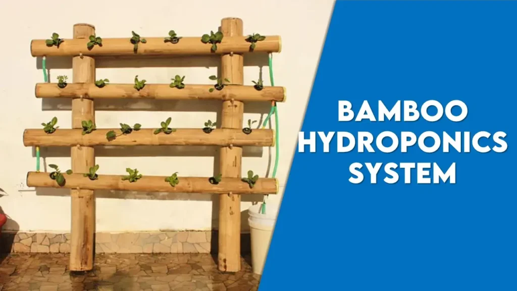 Bamboo Hydroponics System: Cutting Edge with Sustainability