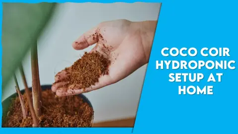 Coco Coir Hydroponic Setup at Home: Easy Guide