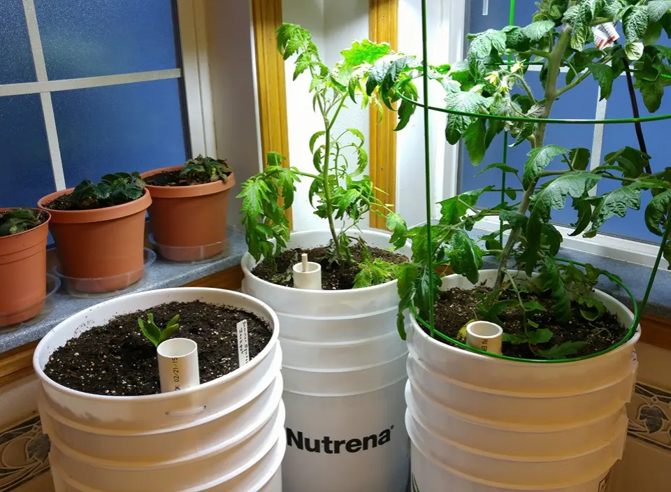 Grow buckets for Growing Plants| grow Bags vs buckets