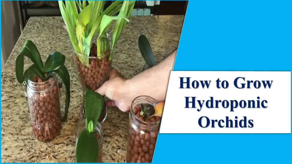 How to Grow Hydroponic Orchids