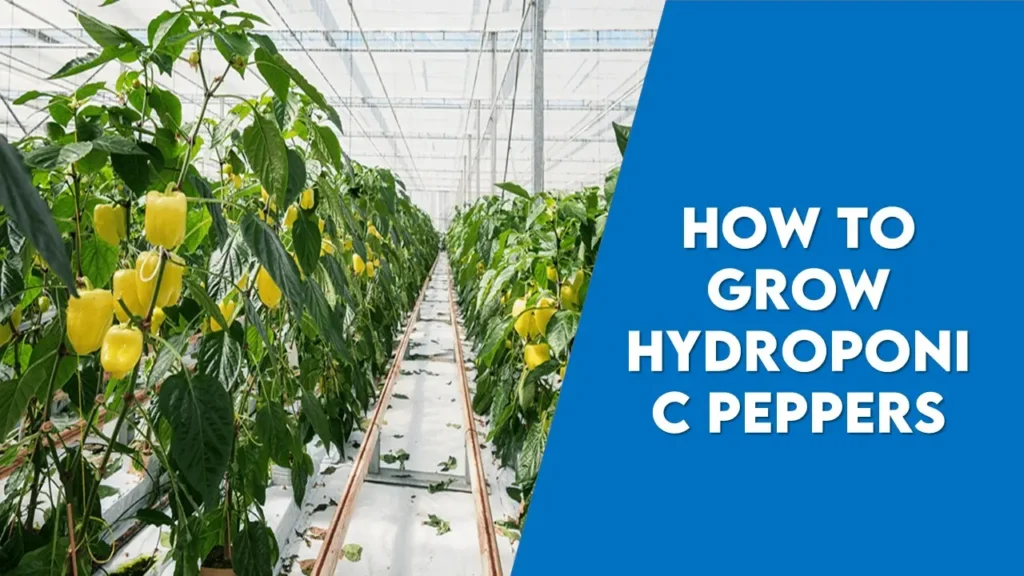 How to Grow Hydroponic Peppers : Colorful Grace in Farm