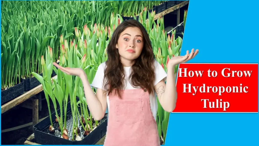How to Grow Hydroponic Tulips: A Flower of Hope