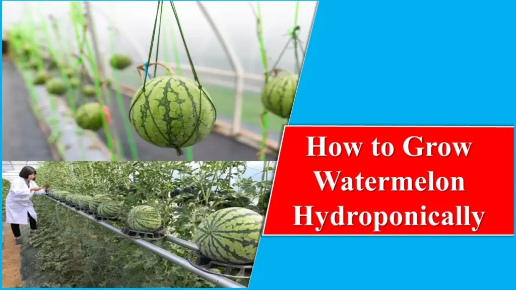 How to Grow Watermelon Hydroponically