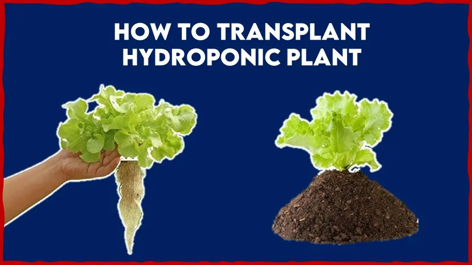 How to Transplant Hydroponic Plant