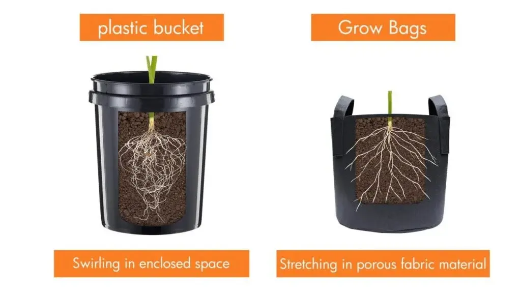 Plant Roots Response Towards Growbags vs Buckets