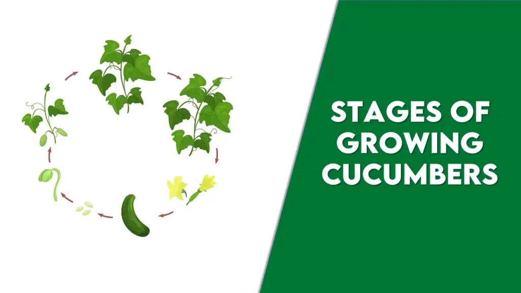 Stages of Growing Cucumbers: A Detailed Lifecycle