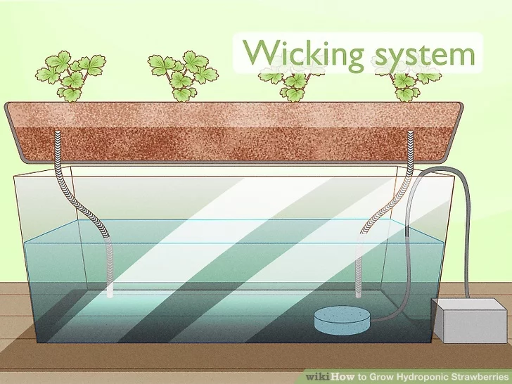 Growing Strawberries in Wicking Hydroponic System | are hydroponic strawberries sweet