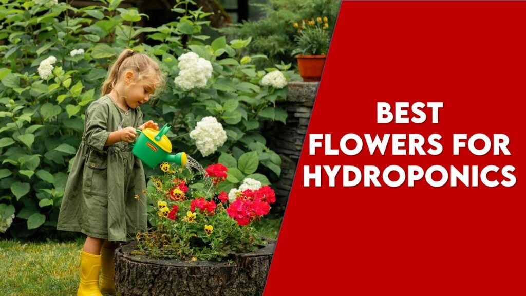 Best Flowers for Hydroponics system