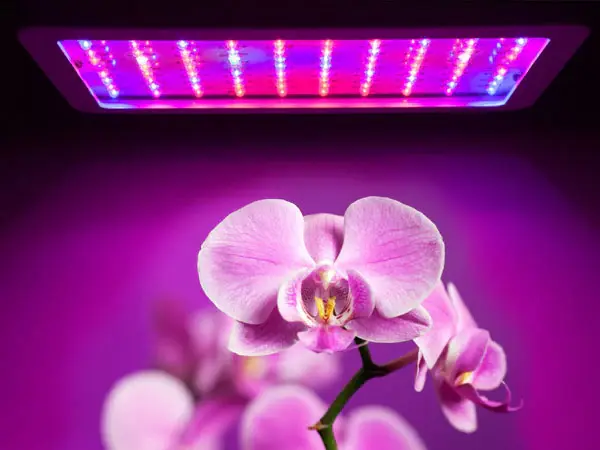 Light Requirements for Orchids |  How to Grow Hydroponic Orchids