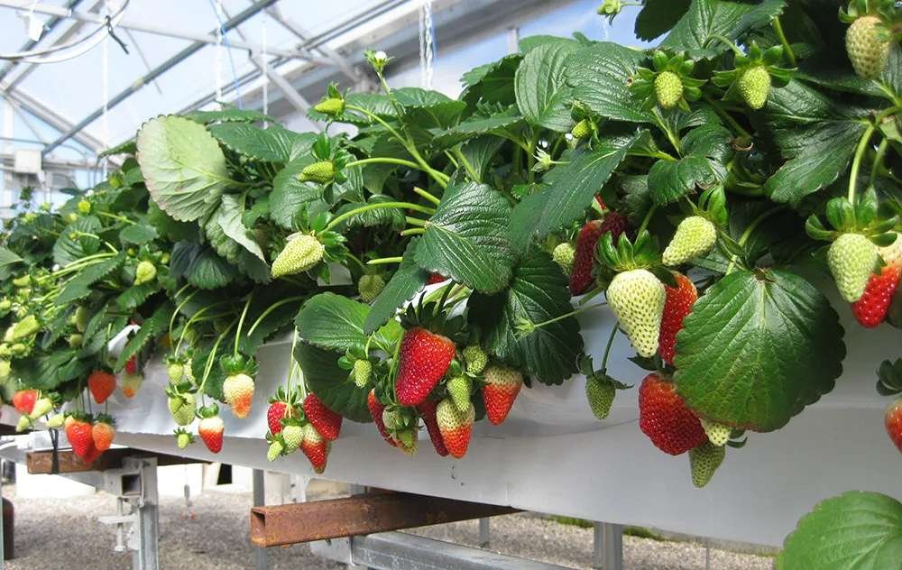 Hydroponic Strawberries| are hydroponic strawberries sweet
