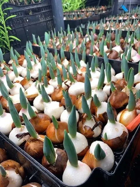 Hydroponic Bulb Trays |  How to Grow Hydroponic Tulips
