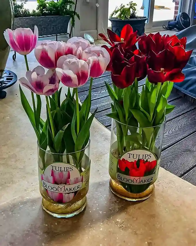 Blooming of Tulips |  How to Grow Hydroponic Tulips