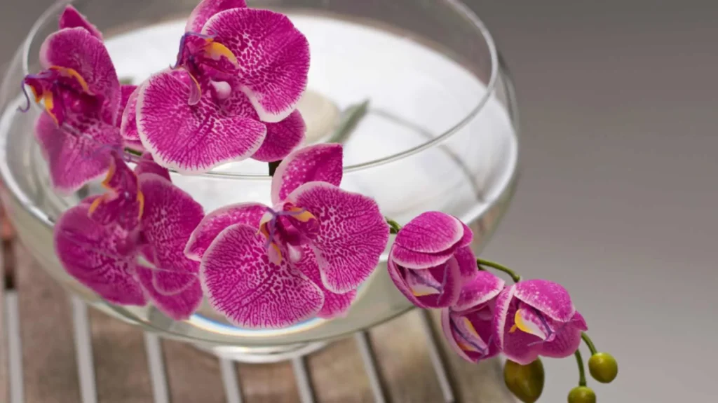 Growing Orchids in Water | How to Grow Hydroponic Orchids