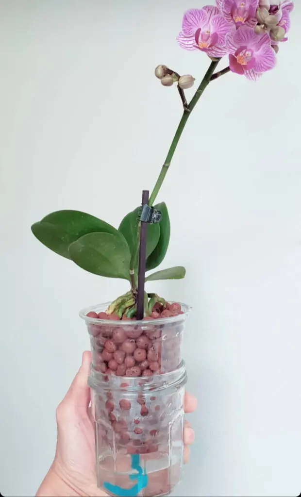 Growing Orchids in LECA and Water |  How to Grow Hydroponic Orchids 