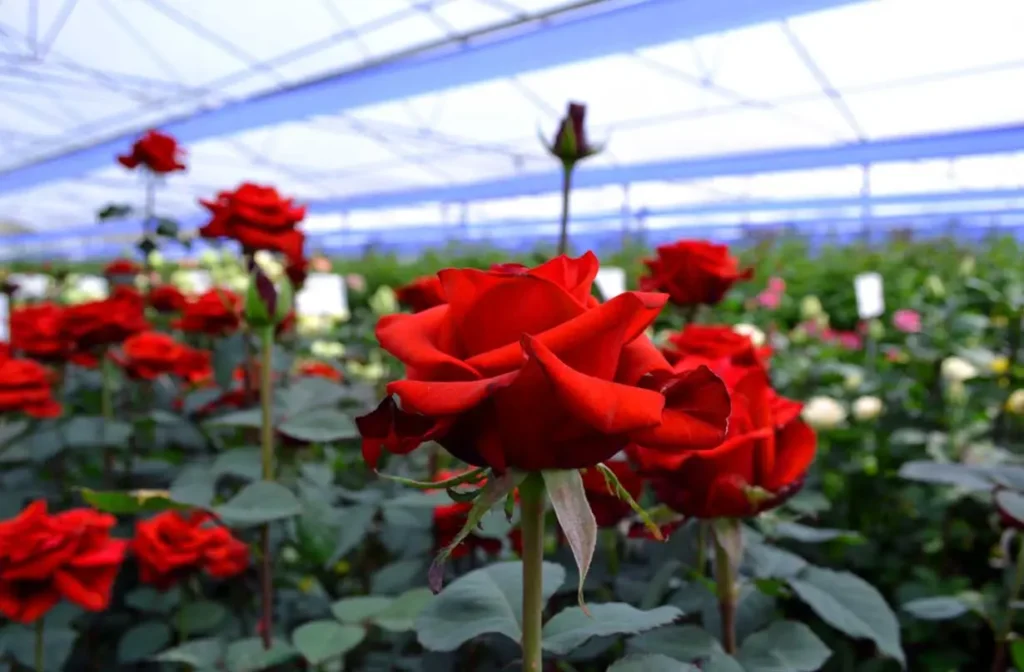 Roses in Hydroponics (Best Flowers for Hydroponics)