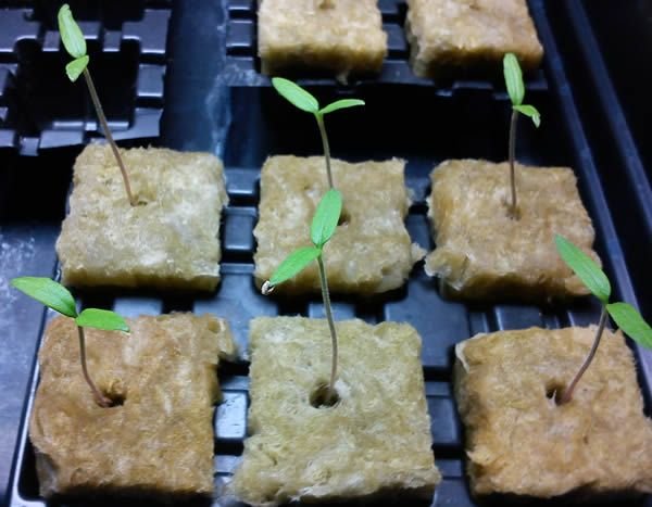 Rockwool Hydroponics Pros and Cons | emergence of seedlings from rockwool growing medium