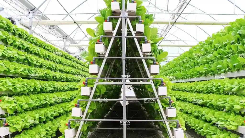 Vertical NFT Hydroponic System | How Does NFT Hydroponics Work