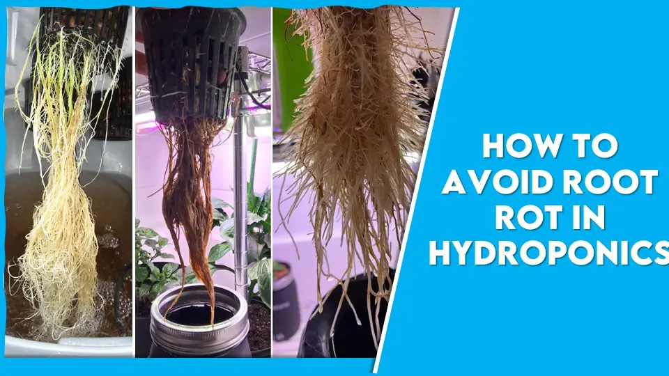 How to Avoid Root Rot in Hydroponics