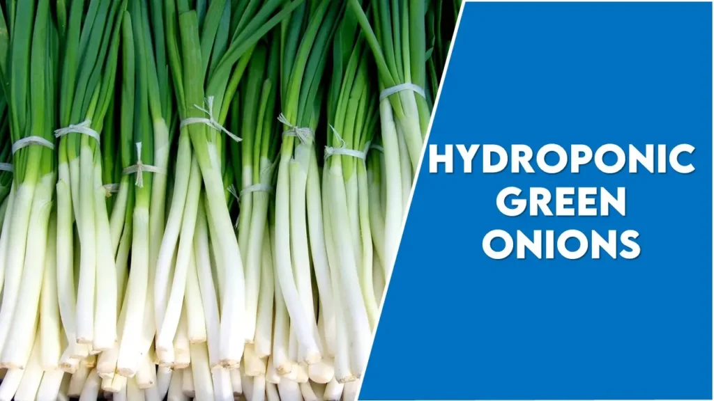 How to Grow Hydroponic Green Onions