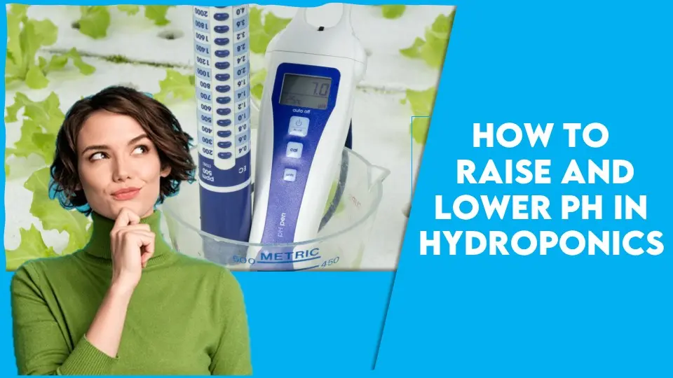 How to Raise and Lower pH in Hydroponics: Easy Ways