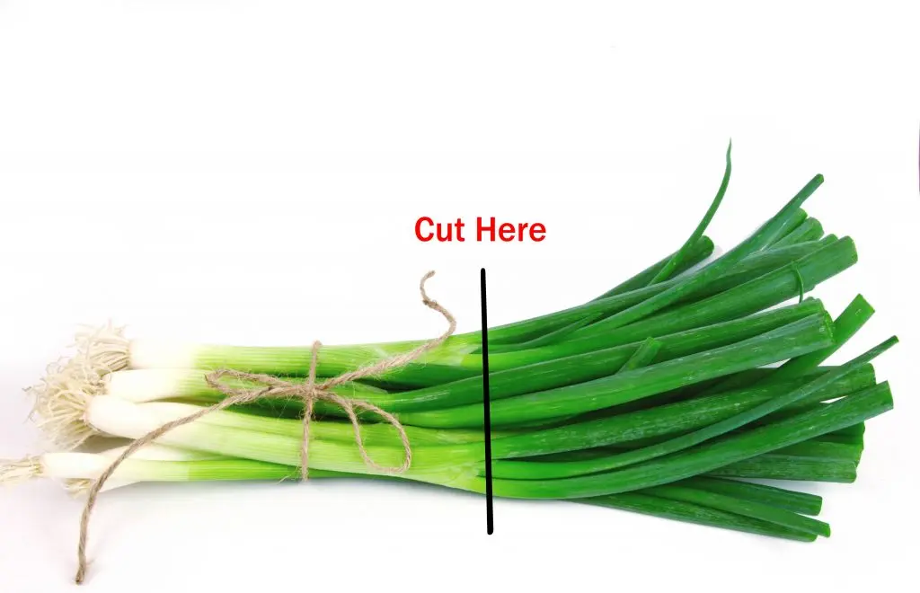 How to Grow Hydroponic Green Onions |For Propagation Through Cuttings