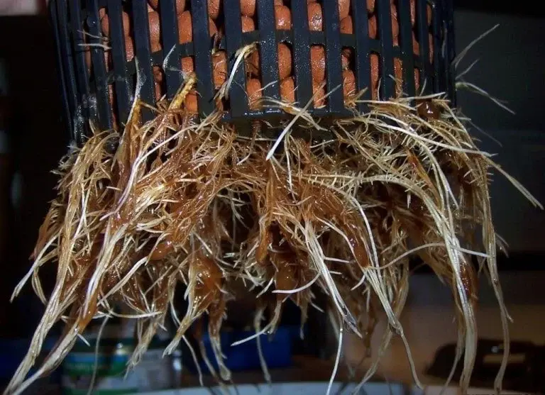 How Root Rot Looks in Hydroponics | how to avoid root rot in hydroponics