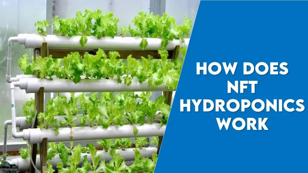 how does nft hydroponics work