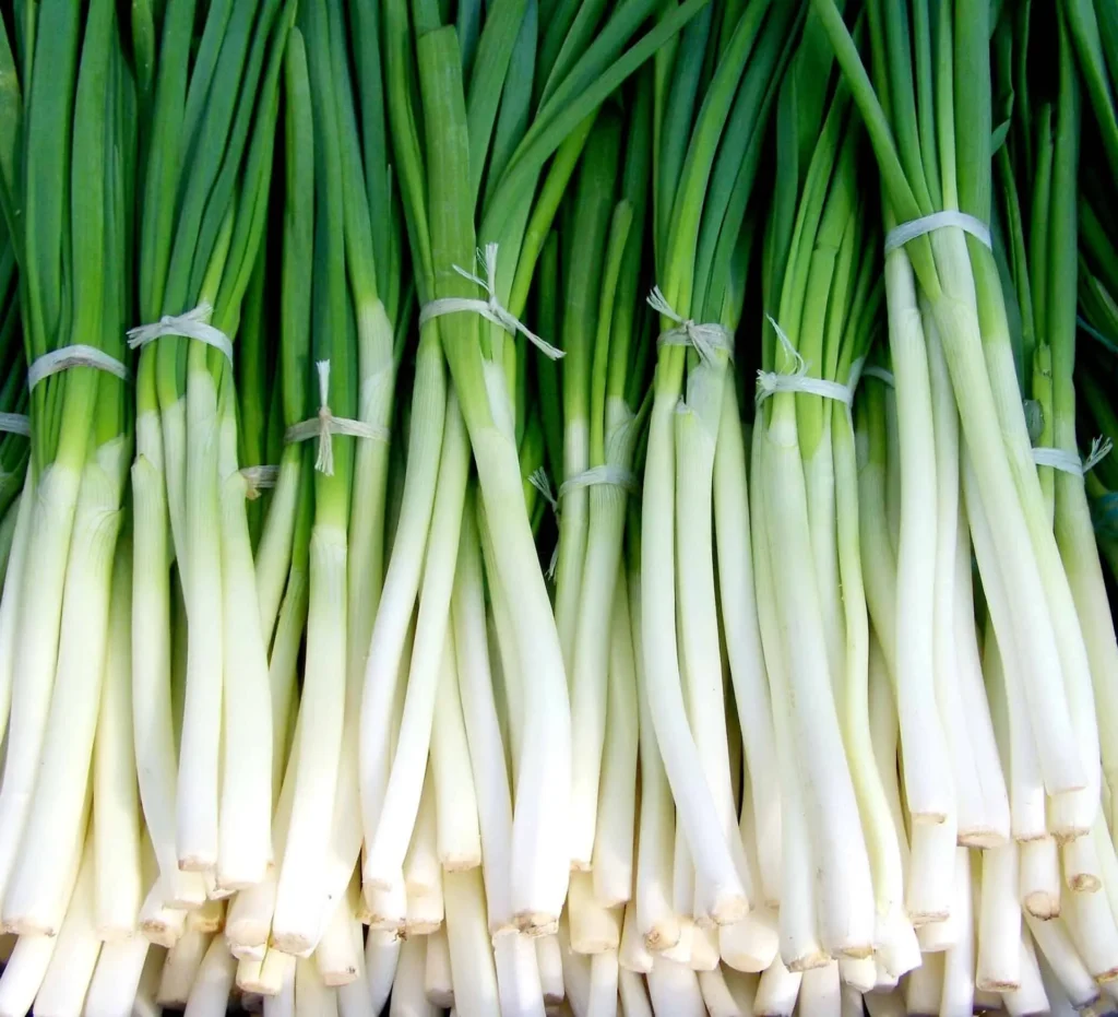 green onions | How to Grow Hydroponic Green Onions