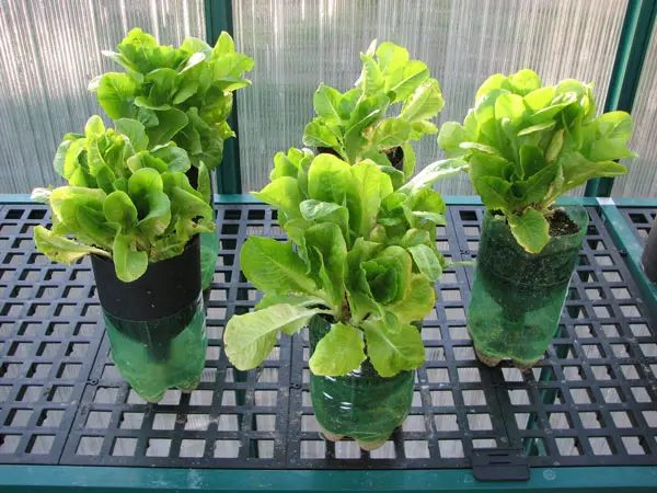 Hydroponics Wick System Plants |  Wick Hydroponics System