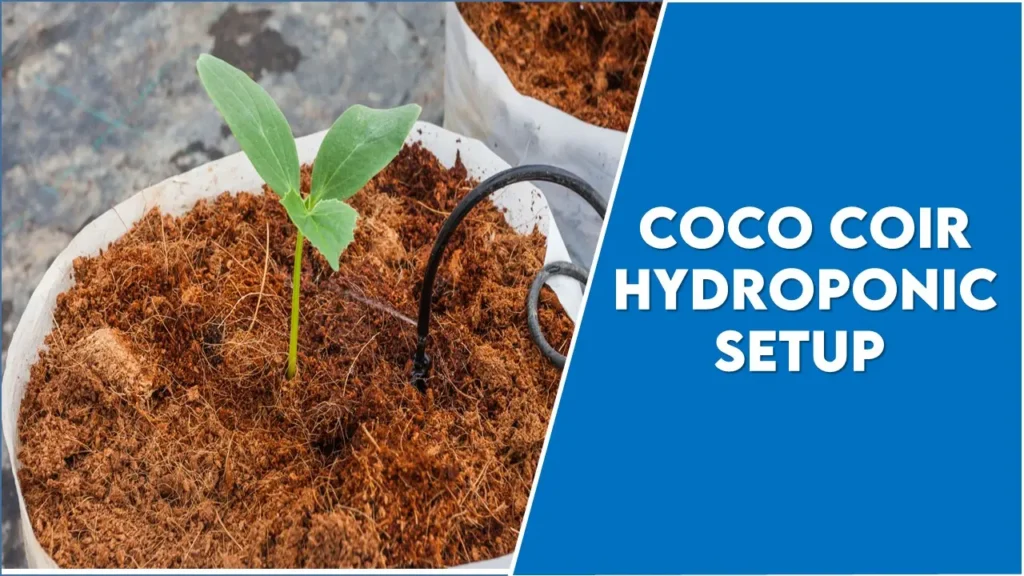 Coco Coir Hydroponic Setup