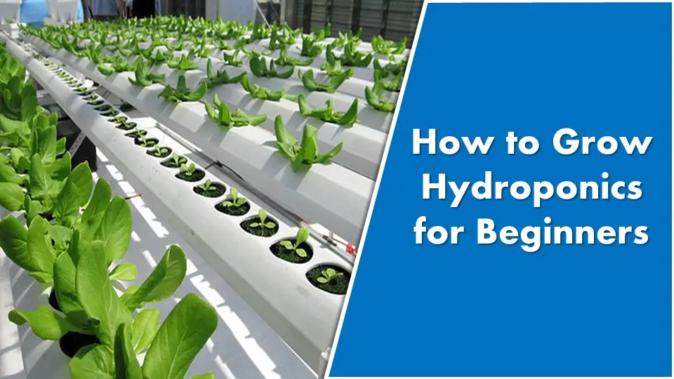 How to Grow Hydroponics for Beginners: Blueprint For Success