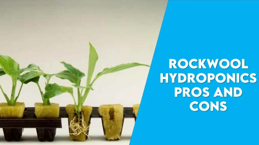 Rockwool Hydroponics Pros and Cons