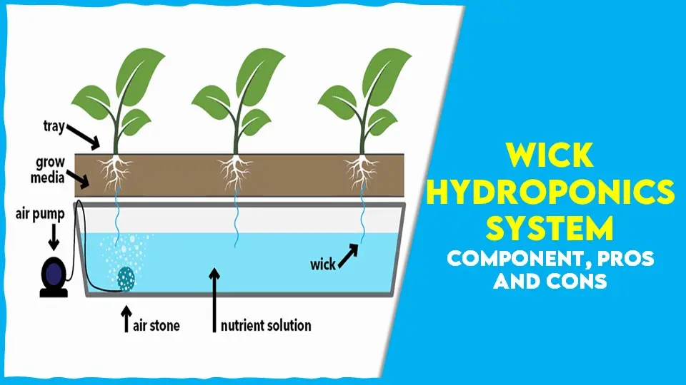 Wick Hydroponics System Component, Pros and Cons