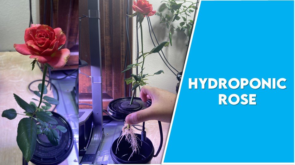 Can you Grow Roses Hydroponically: Hydroponic Rose