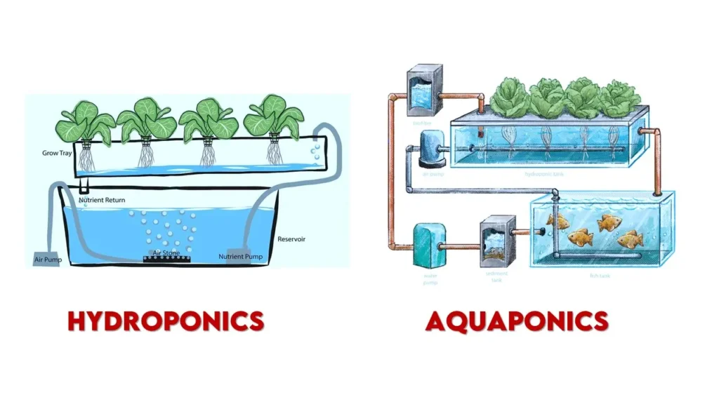 Diffrence between Hydroponics Vs Aquaponics