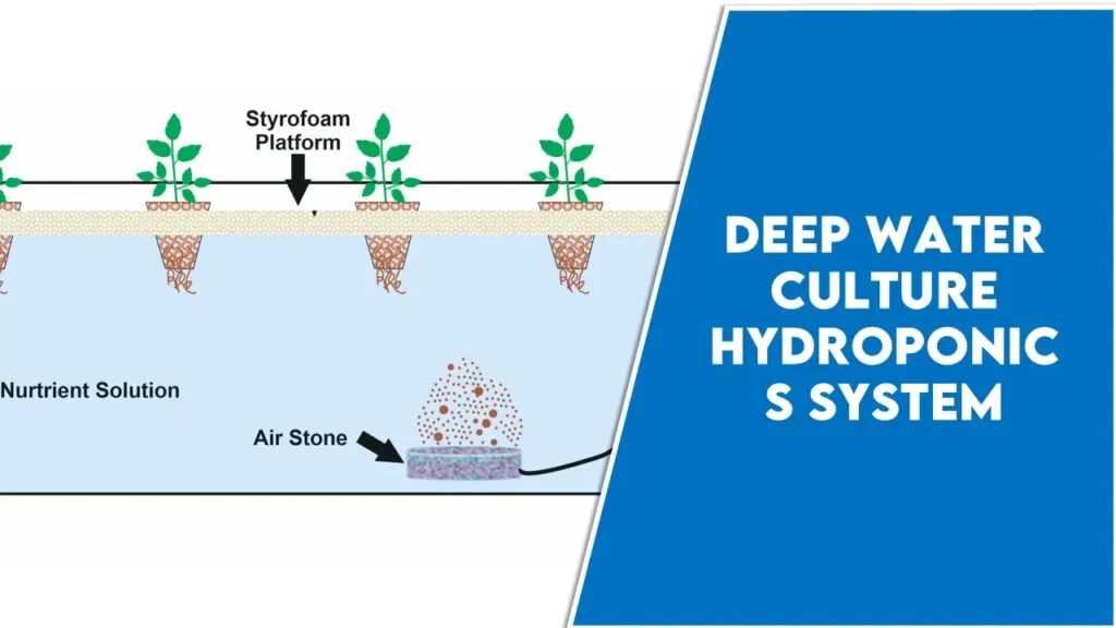 deep water culture hydroponics system