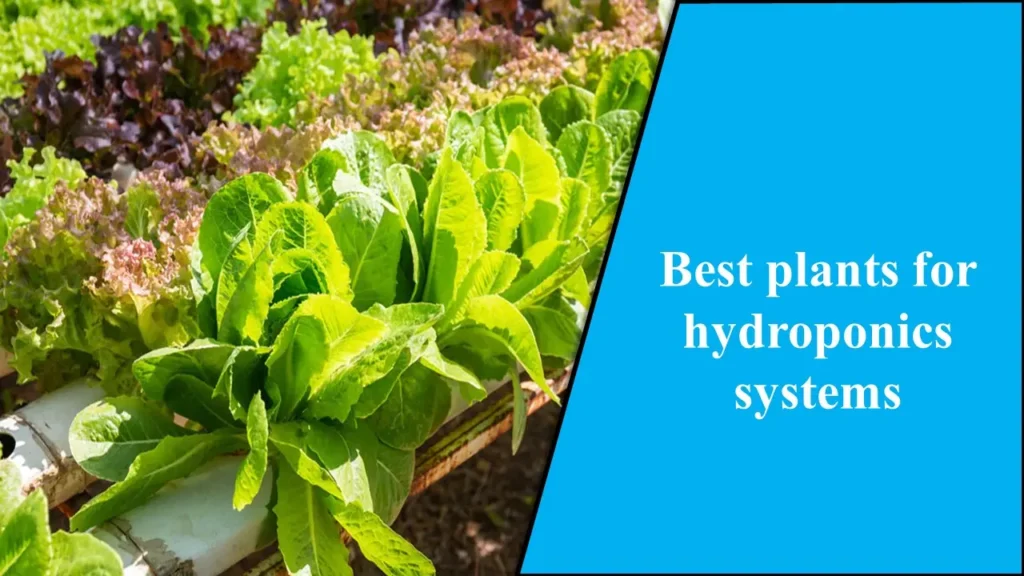 Best Plants for Hydroponics Systems