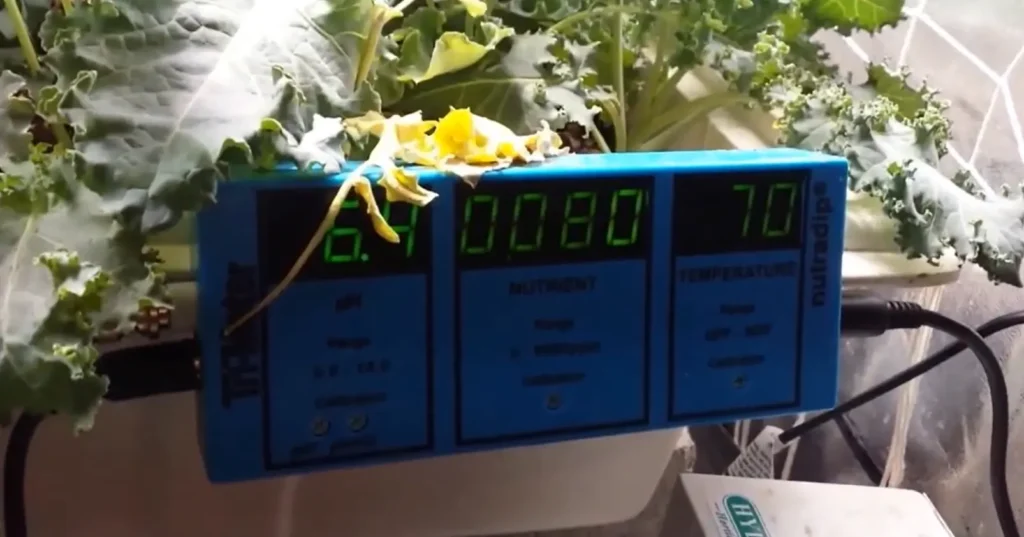 hydroponic kale , source -Thomas Cohart youtube