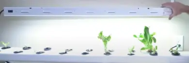 Grow Light Hydroponics