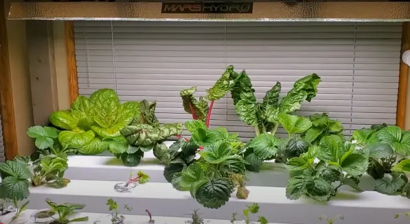 Role of Grow Light in Hydroponics
